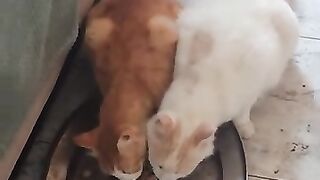 The Rescue Cats do Opera