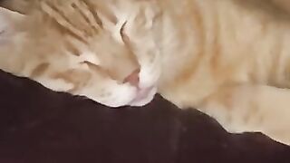 Kitties hard at work