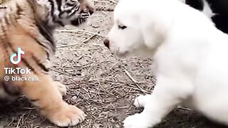 tiger 7