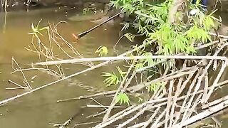 the process of catching a crocodile that has eaten a victim