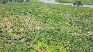 4K resolution - aerial view of vibrant thai forest landscape | Trending HD Video