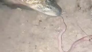 Looking for a fish or eel.. Thanks for watching..!! 56