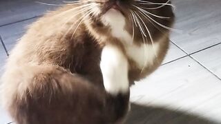 Jenis kucing musangking 3