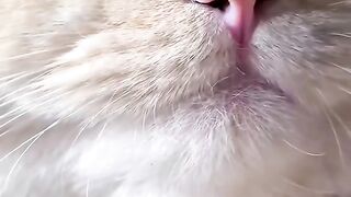 domestic cat behavior