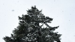 Winterhalter - snowy pine trees in winter forest scene | Trending HD Video
