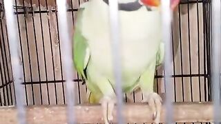 Twenty twenty parroty
