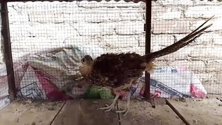 The bird beyond