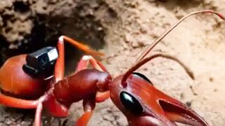 POV Leafcutter Ant Camera Enters Giant Underground Colony | Real Ant Nest Exploration ????#aivideo