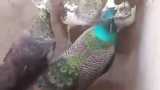 Birds tawasan
