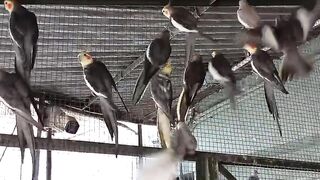 Parrot hearted