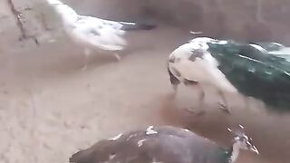 Pide parrot or what