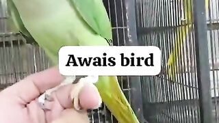 Titled parrot