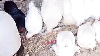 White blackies