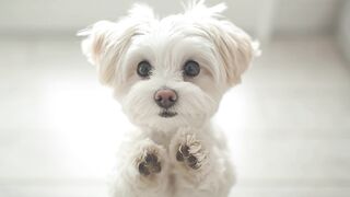 Funnyfuzzy - id | Trending HD Video 175
