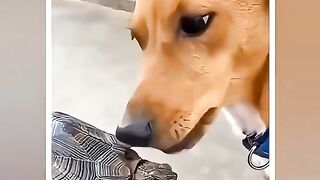 করতে নাই