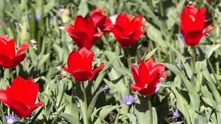 فيديو جديد ولا مستعمل