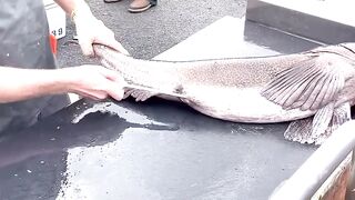Filleting A MONSTER Lingcod SUPER FAST!