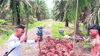 “Foreman Shows the Best Way to Lift Oil Palm Fruit!” ????