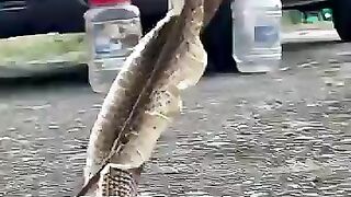 Pergantian kulit kingcobra