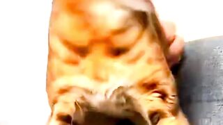Funny Cat and Dog Video #cat #dog #shortreels #pets #funnycats #funnydogs #cutedog #cutecat 2