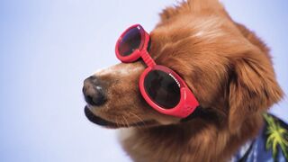 Funnyfuzzy - dog wearing goggles | Trending HD Video