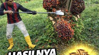 Harvesting Perfectly Ripe Palm Fruits ???? Amazing Plantation Work!