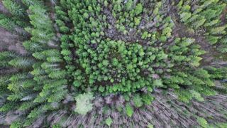 4K resolution - stunning aerial view of lush green forest | Trending HD Video