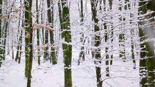 Winter solstice - serene snow covered forest in winter | Trending HD Video
