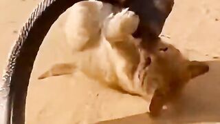 Cat vs king cobra