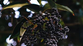 4K resolution - serene nature scene with bokeh effect | Trending HD Video