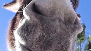 Donky funny