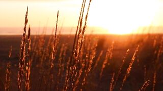 4K resolution - video of grass | Trending HD Video