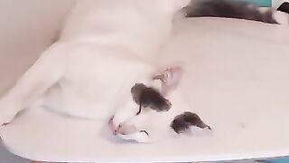 Nurse, Nurse, 2 kilos of chicken