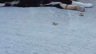 Cat called 'Bits & Pieces'