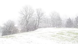 Winter Coat - trees covered with snow | Trending HD Video