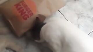 Teaching Deaf Cat Harrison Hand Signals