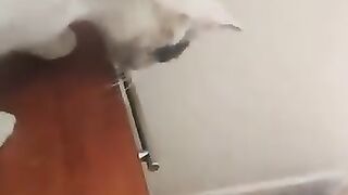 Stolen burger