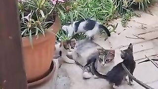 mom and babies
