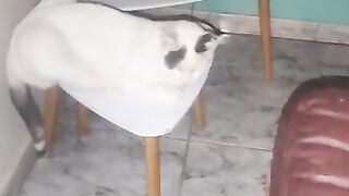 Rengo the Chicken Monster