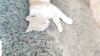 Fish and chip shop kitten