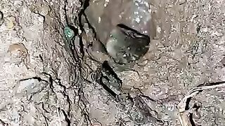 Looking for a fish or eel.. Thanks for watching..!! 59