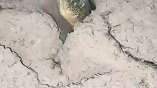 Looking for a fish or eel.. Thanks for watching..!! 60