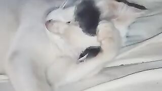 When your ear itches but you're too tired to scratch it