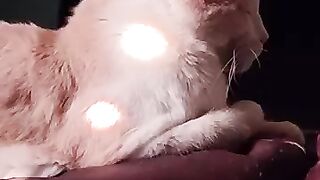Rescue Cat Stefan with sunspots