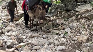 travelite - man and donkey on mountain travel | Trending HD Video