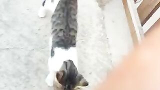 Stray boy and Bits and Pieces
