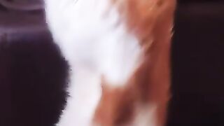 Tony Tiger  falls out of bed