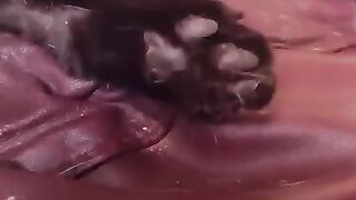 DC's little black beans