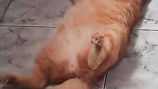Rescue Cat Chico after lunch