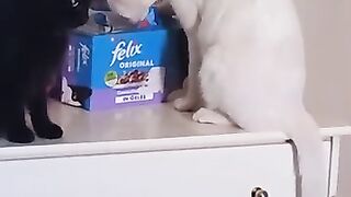 Rescue Cat George steals food